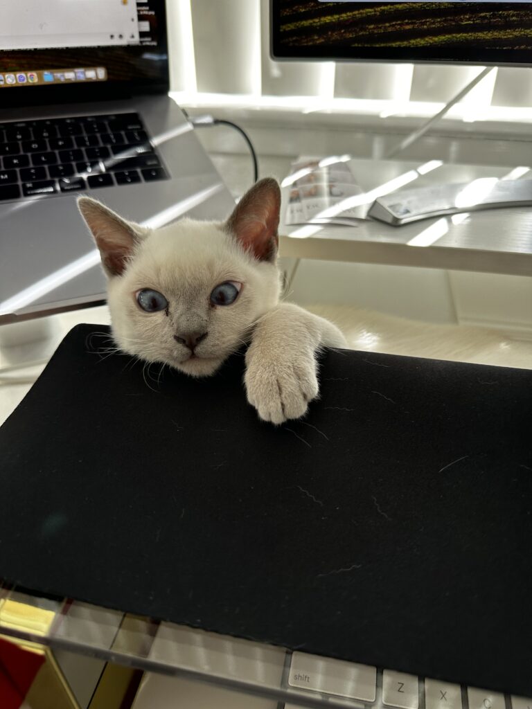 White kitten with paw on desk