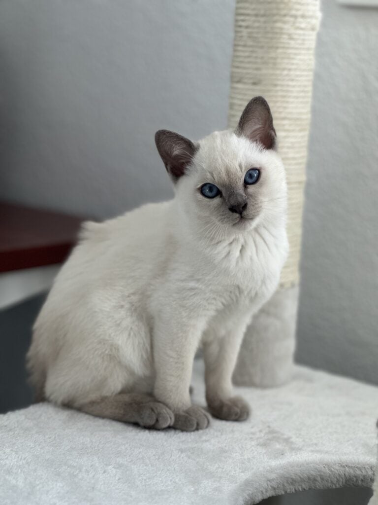 White kitten with blue eyes looking at the camera