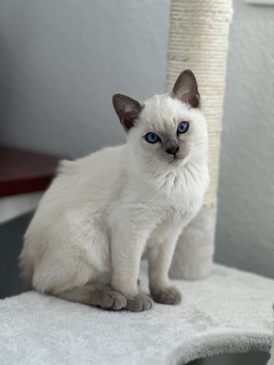 White kitten with blue eyes looking at the camera