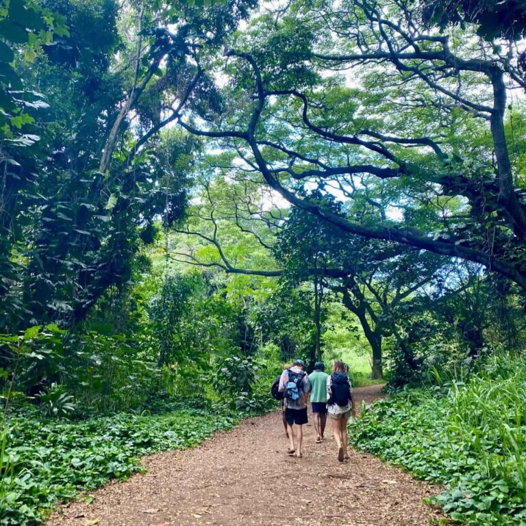 People walking on path through forest