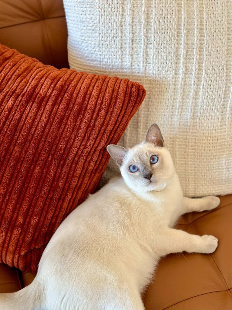White cat lying on a brown leather couch, nestled between textured ivory and burnt orange throw pillows.
