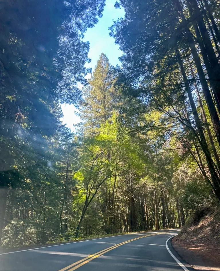 Scenic drive through the redwoods on State Route 128 en route to Mendocino