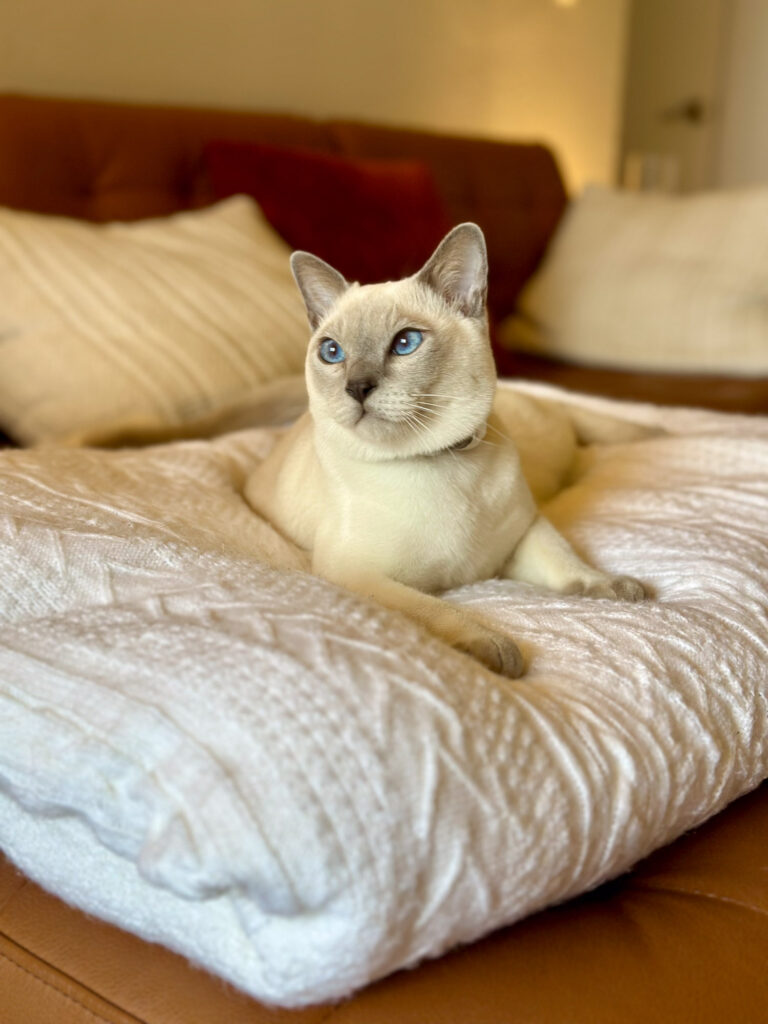 Cream-colored Tonkinese cat lounging on a soft white blanket — cozy gift inspiration for pet-loving Enneagram 1st.