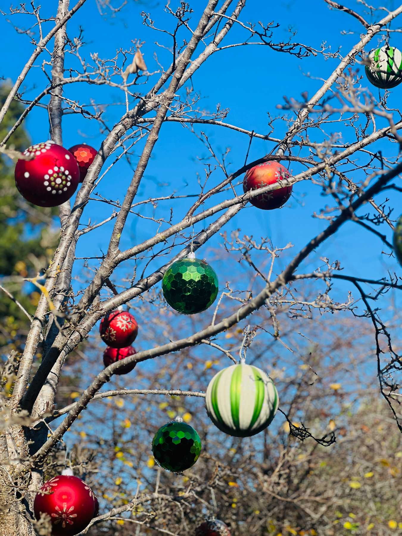 Christmas ornaments hanging from tree branches at Allied Arts Guild against a bright blue sky.
