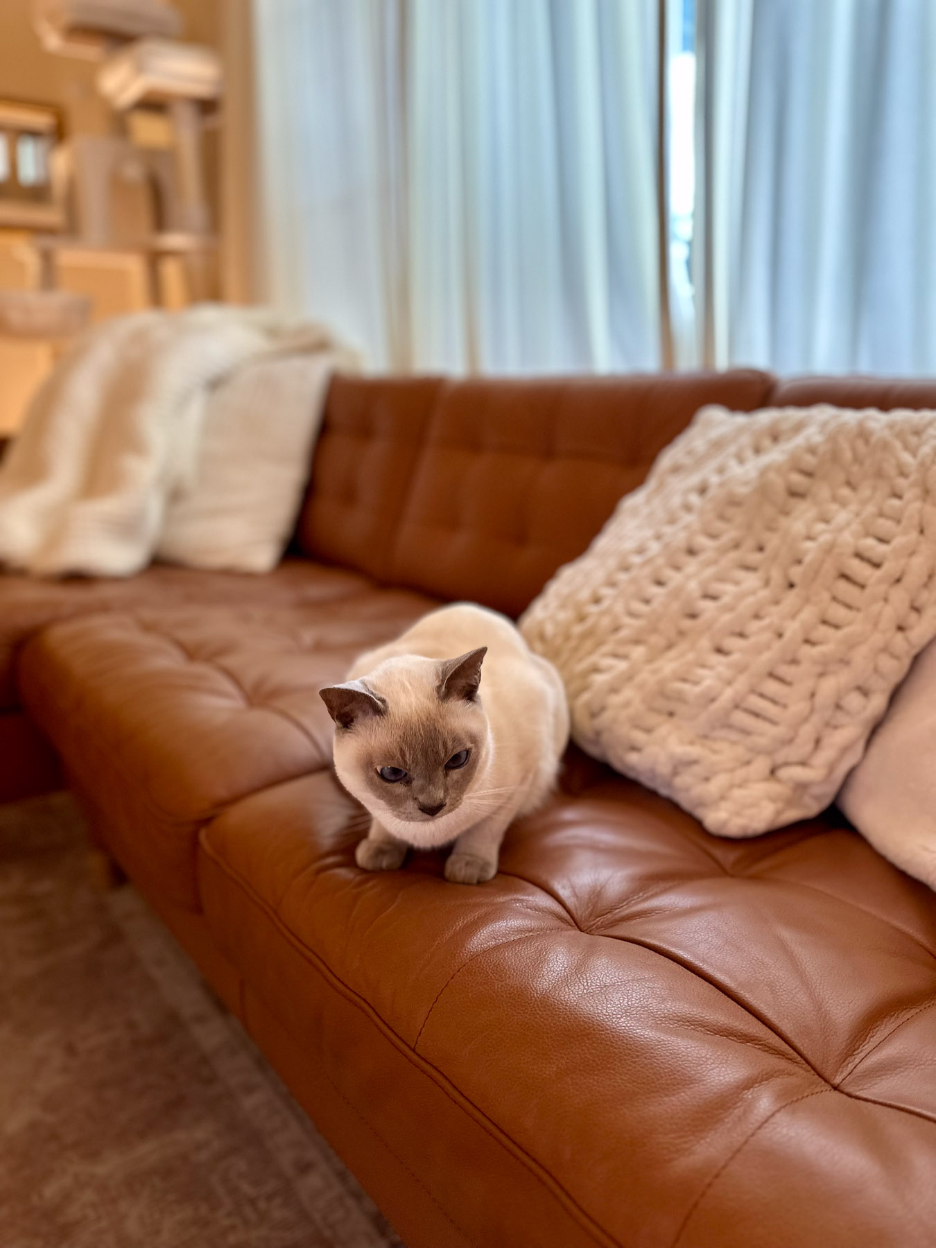 A Tonkinese cat lounges on a tufted brown leather couch decorated with two cozy white knit pillows and a knit throw.