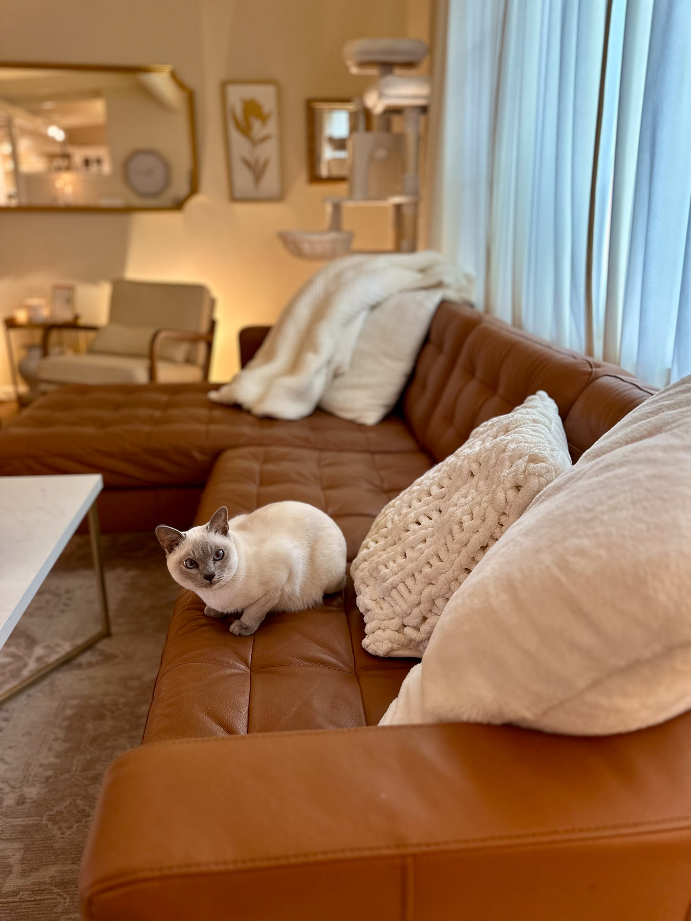 Cozy winter living room scene with a brown leather sectional, textured white pillows and throws, and a Tonkinese cat lounging on the couch.