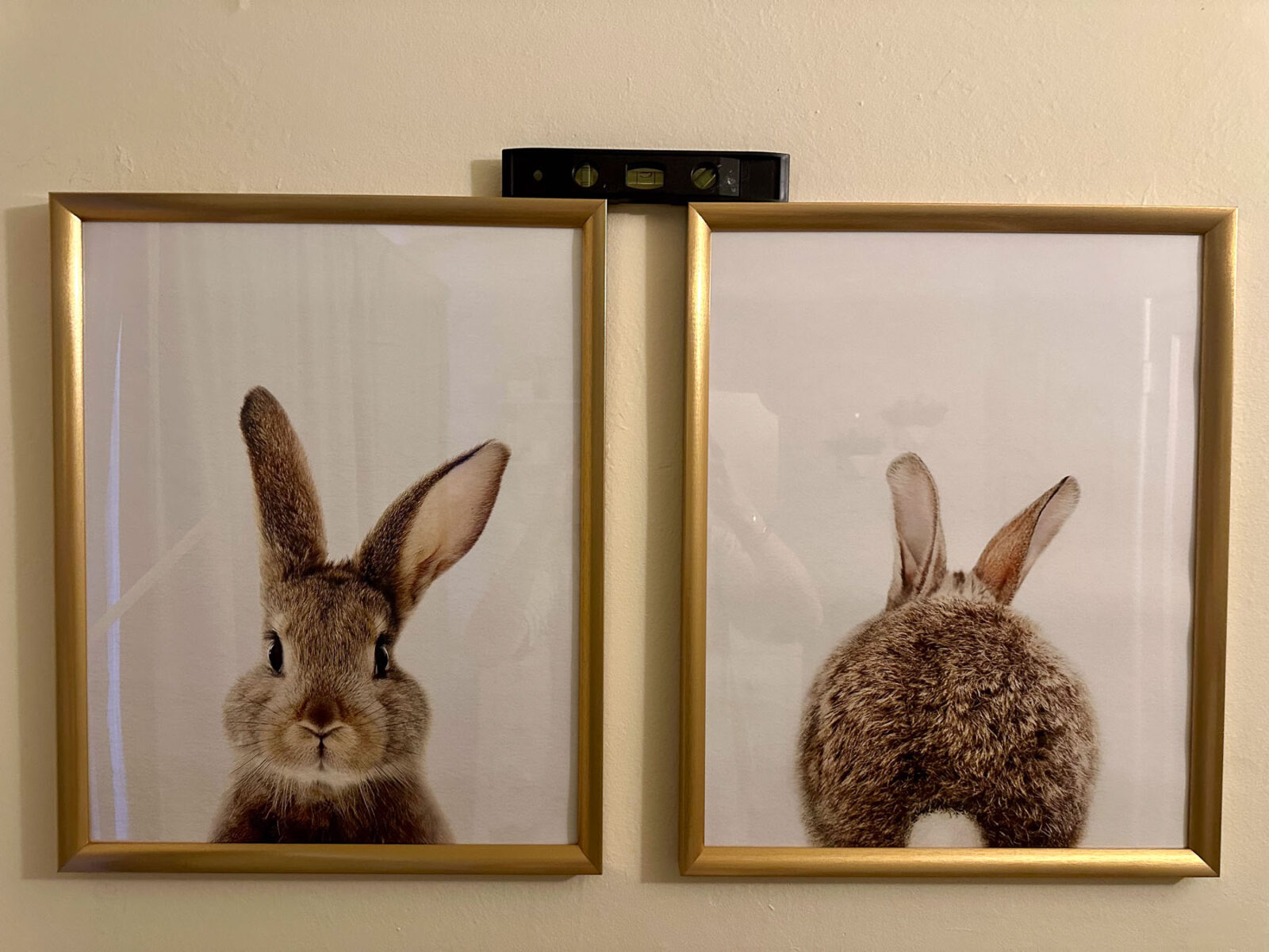 Two framed bunny prints with gold frames and a laser level across the top.
