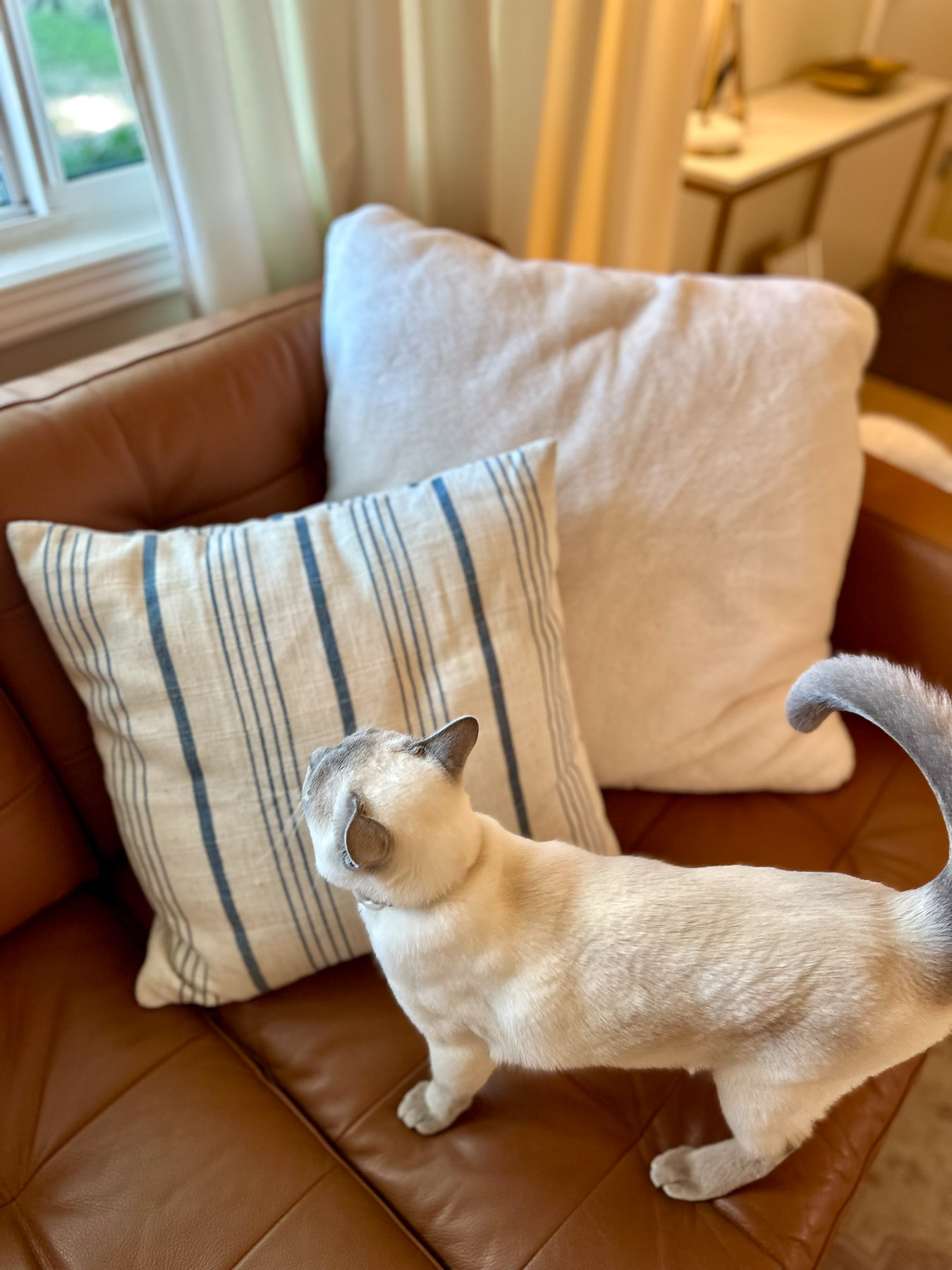 Close-up of a brown leather couch styled with a blue striped coastal pillow and a fluffy white pillow, with a light-colored cat stretching on the cushions.