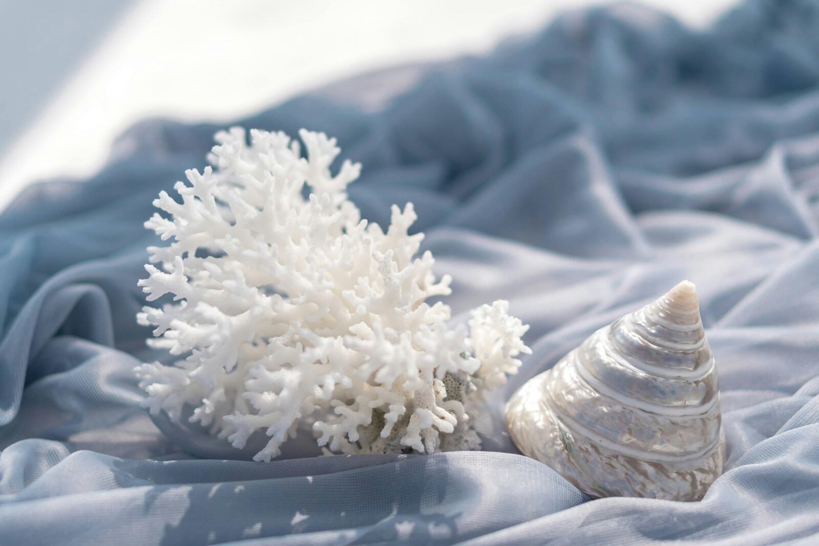 A piece of white coral and a polished nautilus shell resting on flowing, soft blue fabric to create an organic coastal texture.